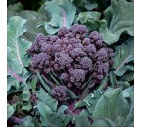 Thompson & Morgan Broccoli Tyrian F1 Hybrid - Sweet Purple Stems Quick Growing High Flavour Calabrese Vegetable 1X Seed Packet