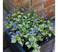 Thompson & Morgan Brunnera Macrophylla Jack Frost 9Cm Potted Plant X 2