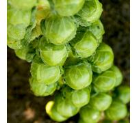 Thompson & Morgan Brussel Sprout Cryptus F1 1 Seed Packet, Green