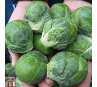 Thompson & Morgan Brussels Sprout Marte F1 1 Seed Packet (15 Seeds)