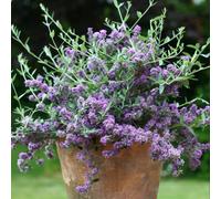 Thompson & Morgan Buddleja Alternifolia 9Cm Potted Plant X 1
