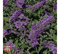 Thompson & Morgan Buddleja Blue Chip 3 Litre Potted Plant X 1
