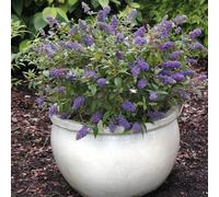 Thompson & Morgan Buddleja Blue Chip 3 Litre Potted Plant X 2