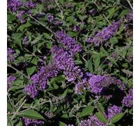 Thompson & Morgan Buddleja Blue Chip 3 Litre Potted Plant X 3