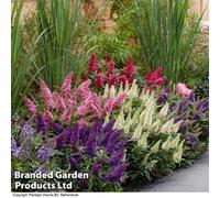 Thompson & Morgan Buddleja Butterfly Candy Collection - 4 Potted Plants