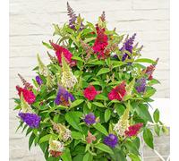 Thompson & Morgan Buddleja Butterfly Candy Festival 3 Litre Potted Plant X 2