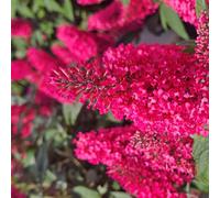 Thompson & Morgan Buddleja Butterfly Candy Little Bubblegum 3 Litre...