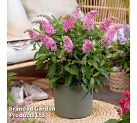 Thompson & Morgan Buddleja Butterfly Candy Little Pink 3 Litre Potted Plant x 1, Pink