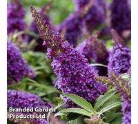 Thompson & Morgan Buddleja Butterfly Candy Little Purple 3 Litre Potted Plant X 1