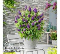 Thompson & Morgan Buddleja Butterfly Candy Little Purple 9Cm Potted Plant X 1