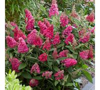 Thompson & Morgan Buddleja Butterfly Candy Little Ruby 3 Litre Potted Plant X 1