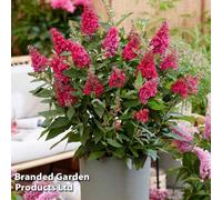Thompson & Morgan Buddleja Butterfly Candy Little Ruby 9Cm Pot X 1
