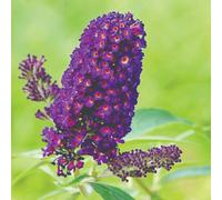 Thompson and Morgan Buddleja Buzz Indigo Plant Pot 1L - Size: 1200 x 1200 x 1200cm - Purple - Thompson & Morgan - Wilko