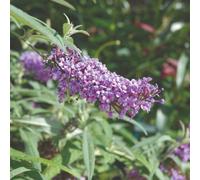 Thompson & Morgan Buddleja Buzz Lavender Patio Compact Butterfly Bush For Gardens & Pots Long-Flowering Easy-Care Bee-Friendly 2X 1L Pots