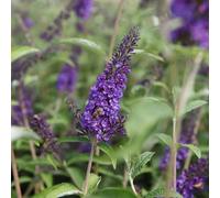 Thompson & Morgan Buddleja Davidii Empire Blue 9Cm Potted Plant X 3