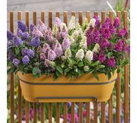 Thompson & Morgan Buddleja Davidii Little Rockstars Collection 9cm...