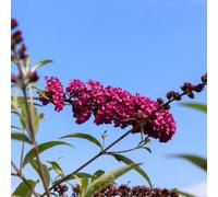 Thompson & Morgan Thompson & Morgan Buddleja Davidii Royal Red 9Cm Potted Plant X 1