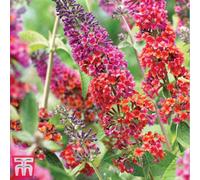 Thompson & Morgan Buddleja Flower Power 9Cm Potted Plant X 2