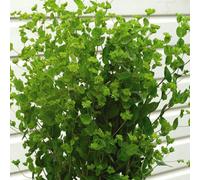 Thompson & Morgan Bupleurum Rotundifolium Green Gold 1 Seed Packet