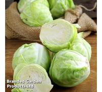 Thompson & Morgan Cabbage F1 Mozart 1 Seed Packet (45 Seeds)