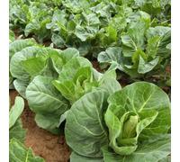 Thompson & Morgan Cabbage Marques F1 1 Seed Packet