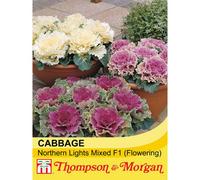 Thompson & Morgan Cabbage Northern Lights Mixed 1 Seed Packet (30 Seeds)