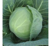 Thompson & Morgan Cabbage Prestar F1 Seeds - Fast-Maturing Crisp Green Heads High Bolt Resistance Hardy Annual 25 Seeds