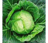 Thompson & Morgan Cabbage Primo 11 1 Seed Packet (200 Seeds)