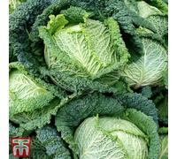 Thompson & Morgan Cabbage Savoy Continuity Collection 18 Postiplug Plants