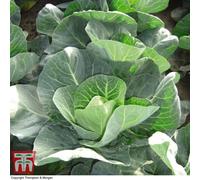 Thompson & Morgan Cabbage Winter Jewel 1 Seed Packet (40 Seeds), Green