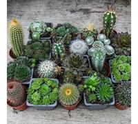 Thompson & Morgan Cactus Mixed & Sempervivum 5.5Cm Potted Plant - Pack Of 20 - Hardy Perennial - Drought Tolerant