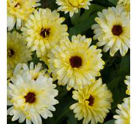 Thompson & Morgan Calendula 'Bon Bon Mix' Garden Ready Plants x 24
