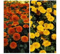 Thompson & Morgan Calendula Candyman Duo 2 Seed Packets