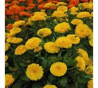 Thompson & Morgan Calendula Nana Candyman Yellow 1 Seed Packet (100 Seeds)