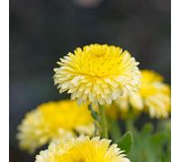Thompson & Morgan Calendula Officinalis Double Lemon Dwarf - Hardy Annual Edible Flower Seeds (50Pk) By T&m