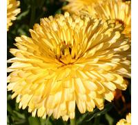 Thompson & Morgan Calendula Officinalis Lemon Cream 1 Seed Packet (150 Seeds)