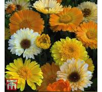 Thompson & Morgan Calendula Offinicialis Summer Sunset 1 Seed Packet (175 Seeds)
