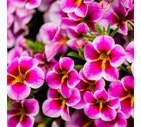 Thompson & Morgan Calibrachoa Pink Lace 12 Postiplugs