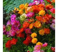 Thompson & Morgan Californian Poppy Jelly Beans 1 Seed Packet (125 Seeds)