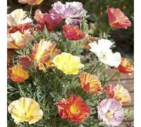 Thompson & Morgan Californian Poppy Xl Jelly Beans 1 Seed Packet (150 Seeds)