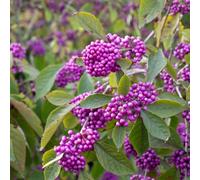 Thompson & Morgan Callicarpa Bodinieri Magical Deep Purple Stunning Dark Purple Berries & Stems Autumn Foliage 3X 9Cm Pot By Thompson And Morgan