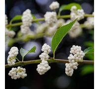 Thompson & Morgan Callicarpa Bodinieri Magical Snow Queen 9Cm Potted Plant X 3