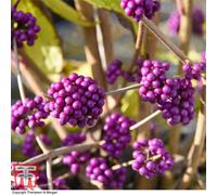 Thompson & Morgan Callicarpa Bodinieri Profusion 9Cm Potted Plant X 1