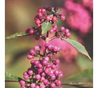 Thompson and Morgan Callicarpa Bodinieri Profusion Plant Pot 9cm 3 Pack - Size: 300 x 250 x 300cm - Purple - Thompson & Morgan - Wilko