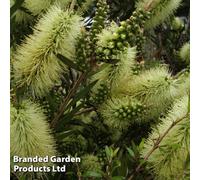 Thompson & Morgan Callistemon Honey Potted Plant 9Cm Potted Plant X 1