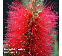 Thompson & Morgan Callistemon Inferno 9Cm Potted Plant X 1