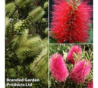 Thompson & Morgan Callistemon Trio 9Cm Potted Plant X 3