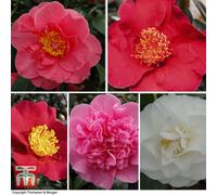 Thompson & Morgan Camelia Collection - 3 Potted Plants (Pink, Yellow, Red)