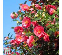 Thompson & Morgan Camelia Red 9Cm Potted Plant X 1