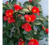 Thompson & Morgan Camellia Changii 1001 Summer Nights Jasmine 3 Litre Potted Plant X 1